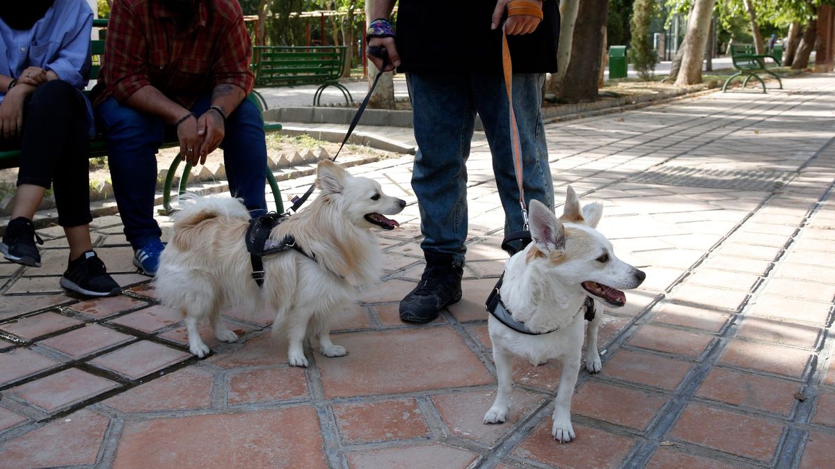 Za psa pokuta 19 tisíc. Írán chce zakázat domácí mazlíčky